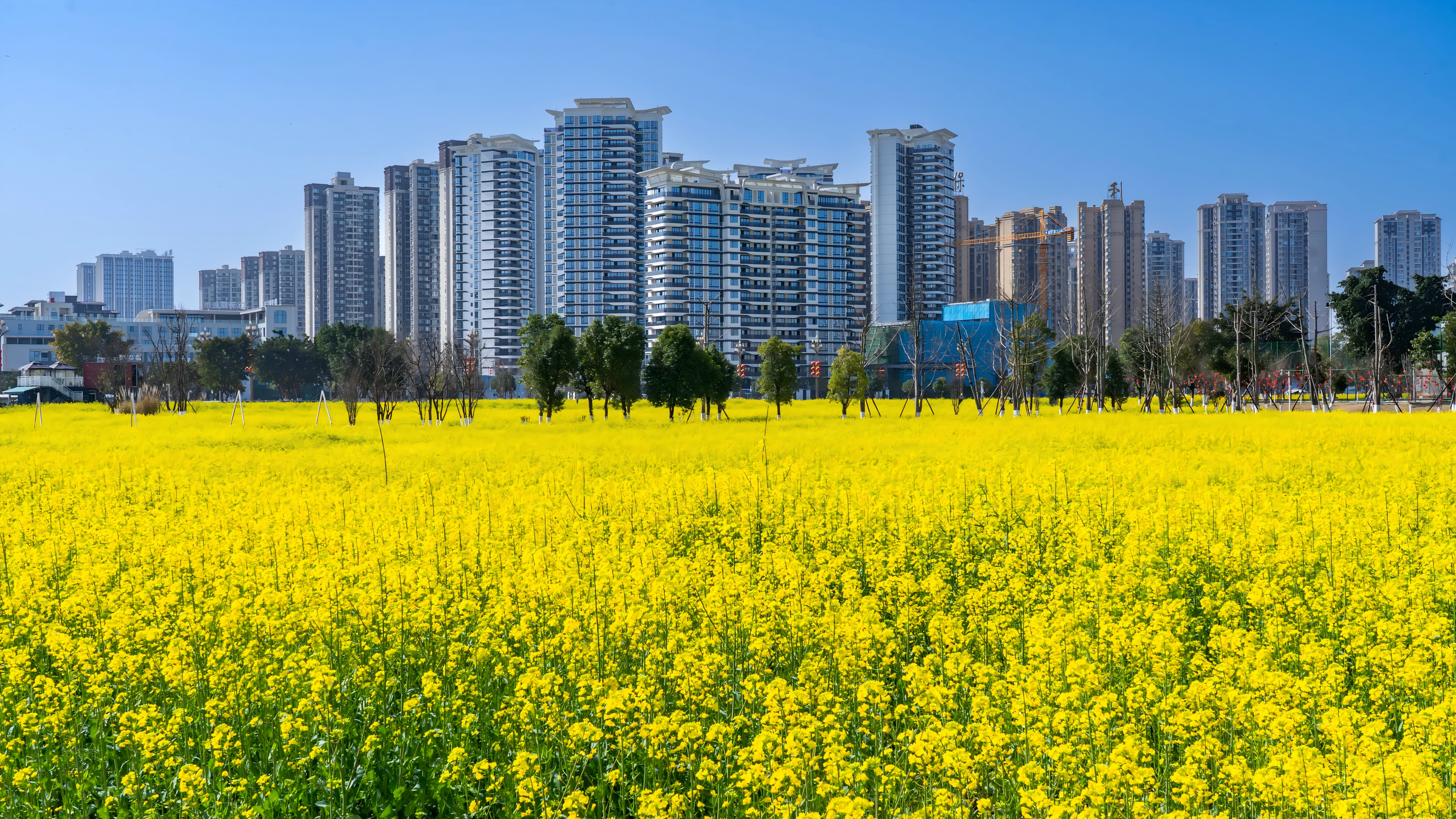 实景图