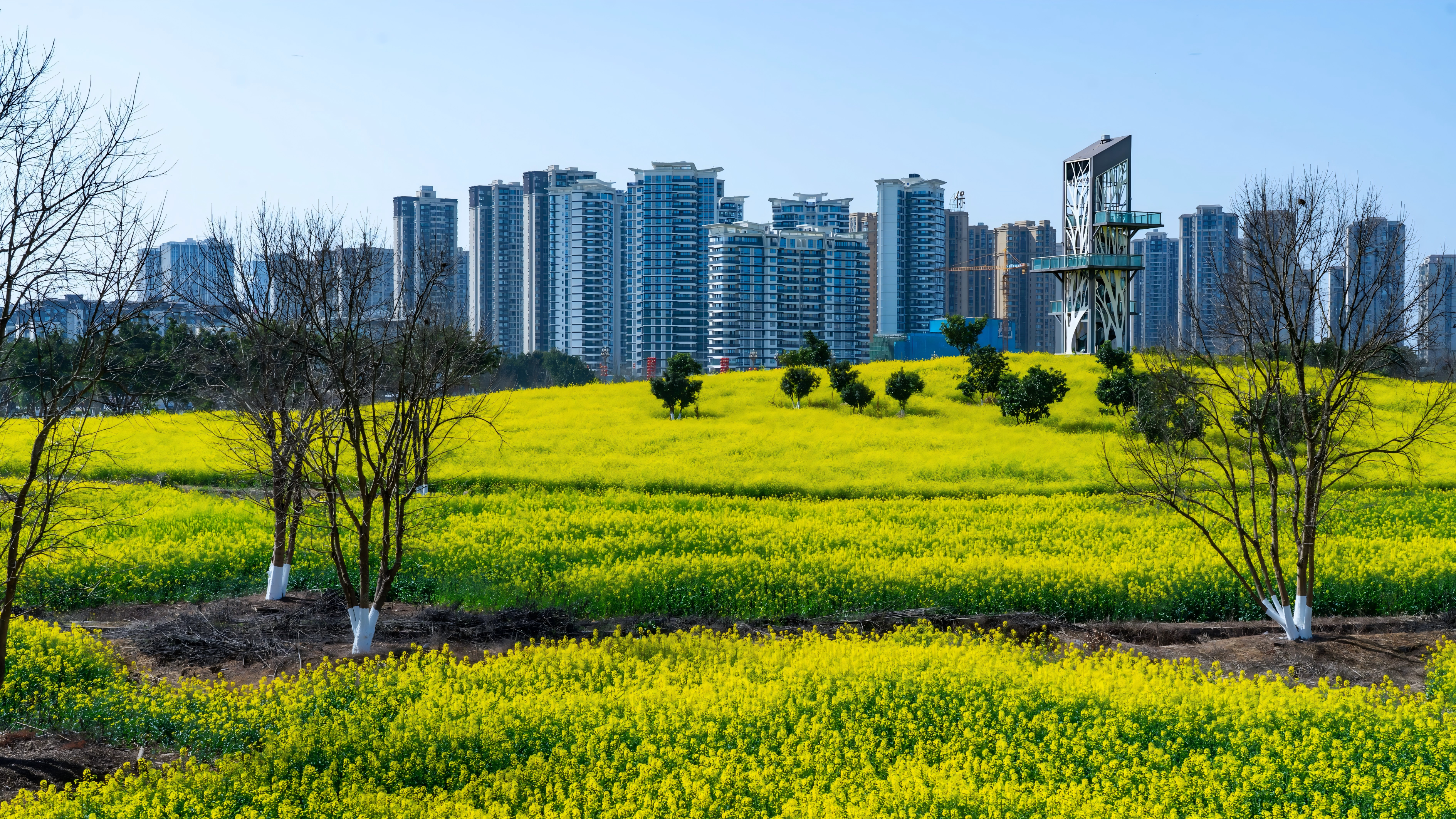 实景图